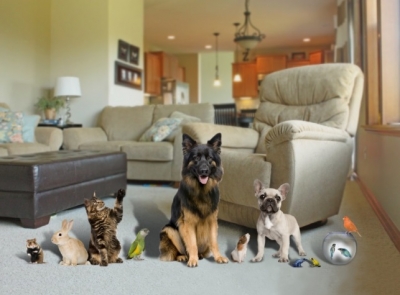 Cómo evitar que tu casa huela a perro o que el gato te destroce el sofá